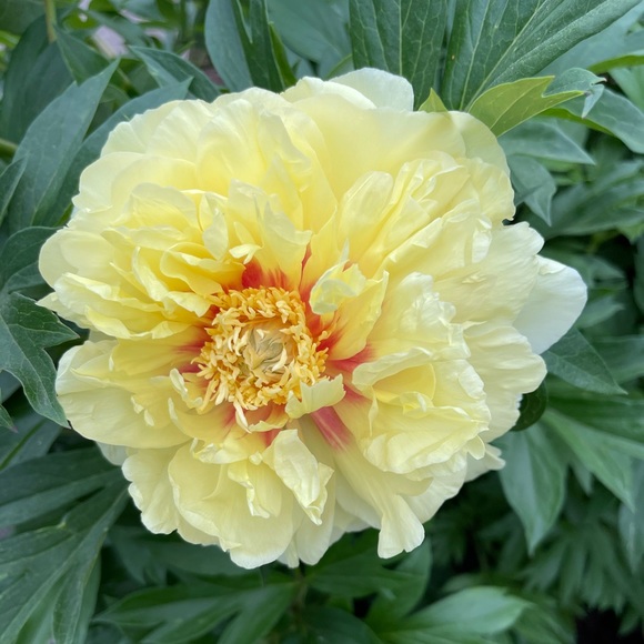 Meet your Posher! - Picture 1 of 1